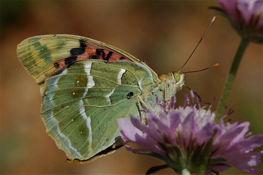 Argynnis pandora